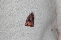 Archips podana