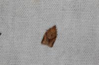 Clepsis consimilana