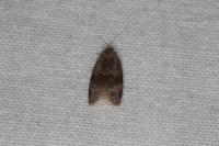 Syndemis musculana