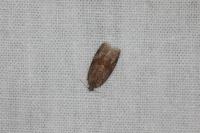 Syndemis musculana