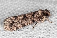 Morophaga morella
