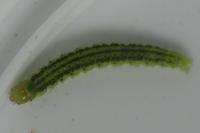 Agonopterix heracliana