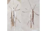 Ypsolopha mucronella
