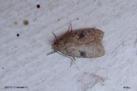 Agonopterix propinquella