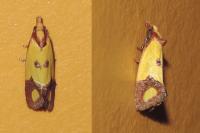 Agapeta zoegana