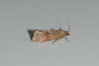 Celypha striana