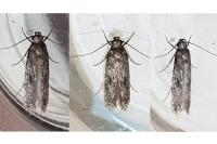 Carpatolechia