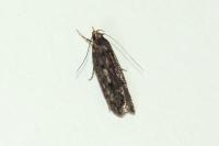 Hofmannophila pseudospretella
