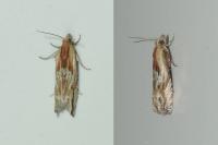 Eucosma gr. cana