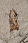 Acleris cristana