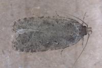 Agonopterix ciliella/heracliana
