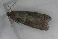 Tortricodes alternella