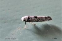 Paraswammerdamia albicapitella