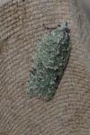 Acleris literana