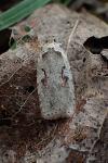 Agonopterix ocellana