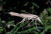Ypsolopha mucronella