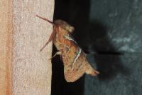 Triodia sylvina