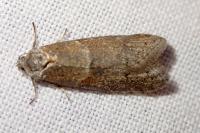 Tortricodes alternella