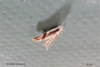 Argyresthia pruniella