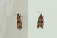 Celypha striana