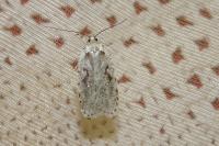 Agonopterix ocellana