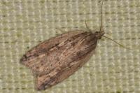 Acleris umbrana