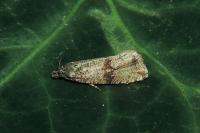 Celypha striana