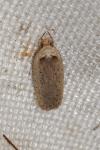 Agonopterix yeatiana