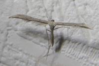 Emmelina monodactyla