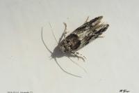 Recurvaria nanella