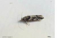 Recurvaria nanella