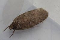 Agonopterix ciliella/heracliana