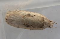 Agonopterix ocellana