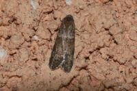 Tortricodes alternella