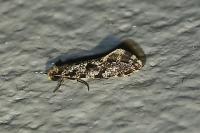 Nemapogon granellus