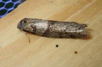 Tortricodes alternella