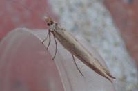 Ypsolopha mucronella