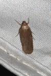 Depressaria daucella