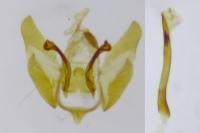 Depressaria daucella