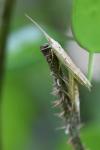 Ypsolopha mucronella