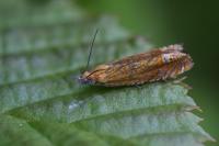 Lathronympha strigana