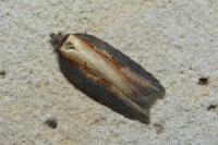 Acleris hastiana