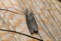 Tortricodes alternella
