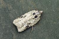 Acleris literana