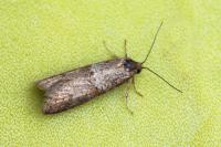 Tortricodes alternella
