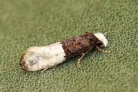 Trichophaga bipartitella