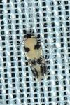 Etainia decentella