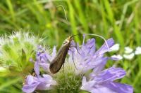 Nemophora metallica