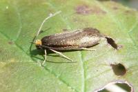 Incurvaria koerneriella