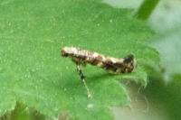 Gracillaria syringella